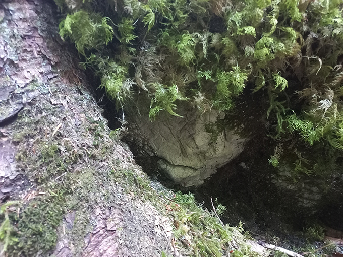 arbre